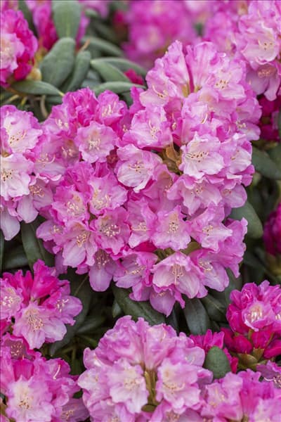 Rhododendron yakushimanum 'Blurettia'