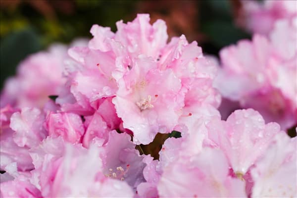 Rhododendron yakushimanum 'Blurettia'