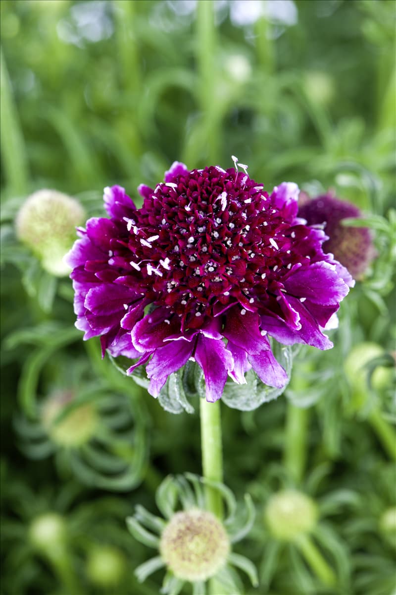 Scabiosa columbaria 'Barocca'