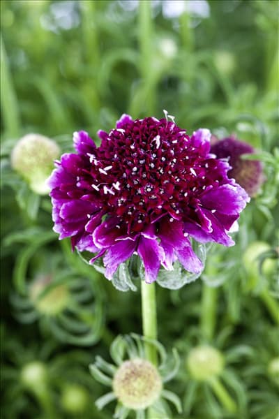 Scabiosa columbaria 'Barocca'