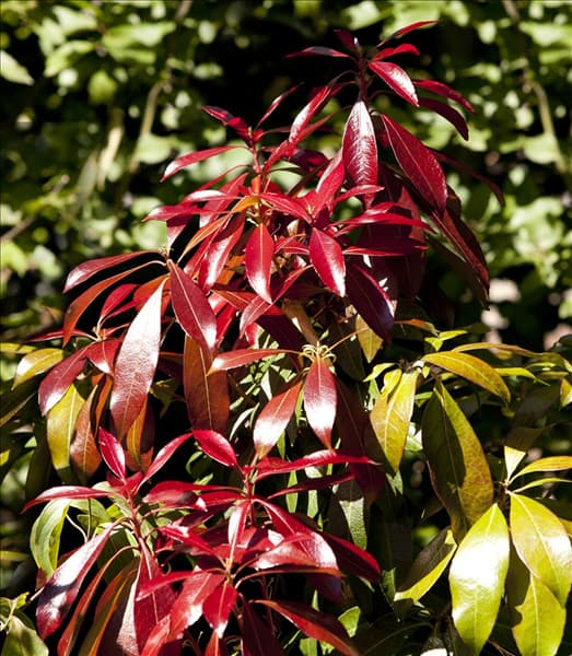 Pieris japonica 'Forest Flame'