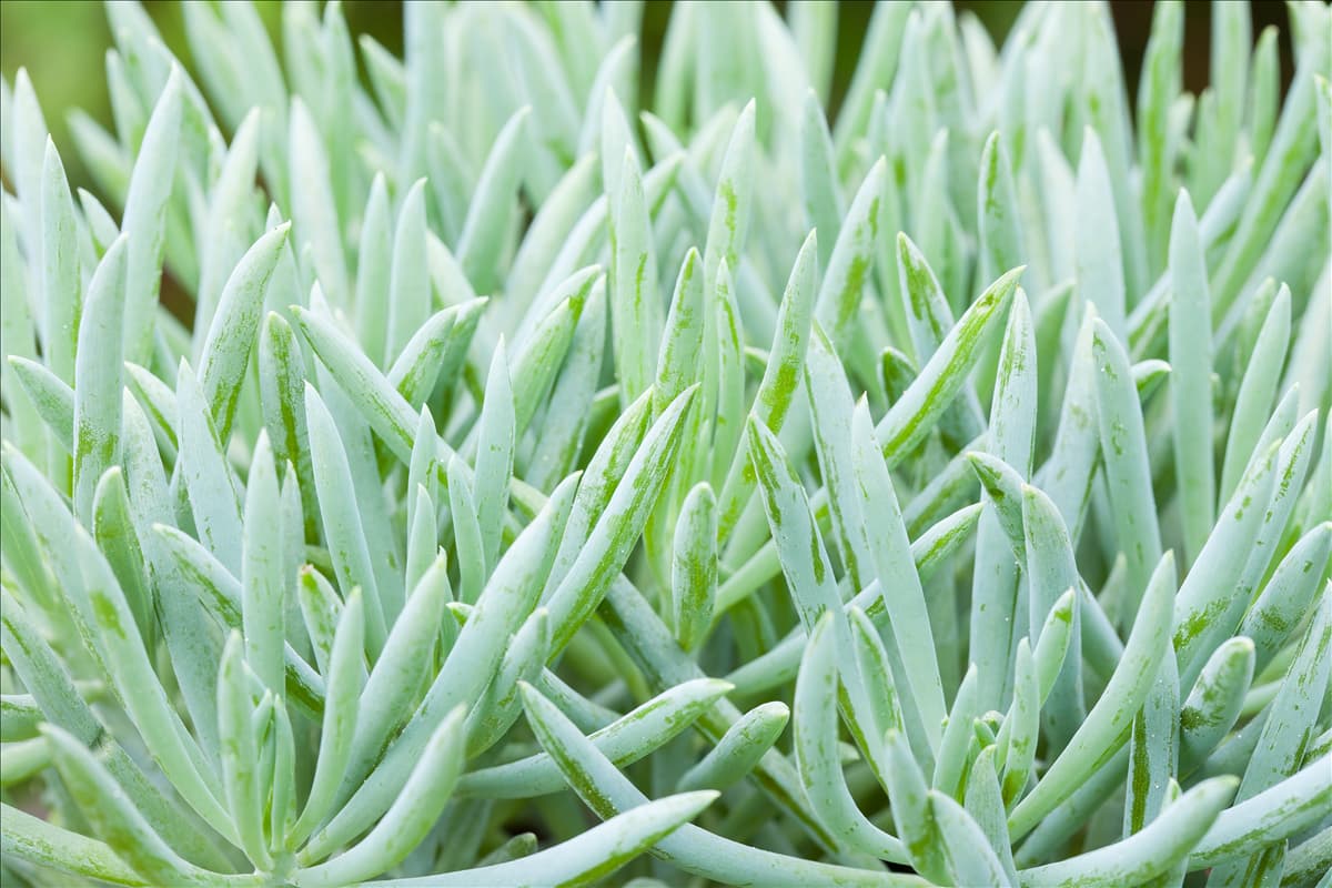 Senecio barbertonicus 'Kilimanjaro'