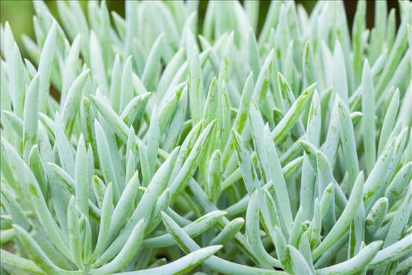 Senecio 'Aquarine® Mount Everest'