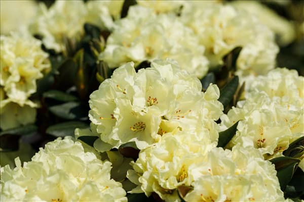 Rhododendron yakushimanum 'Bohlken´s Laura'