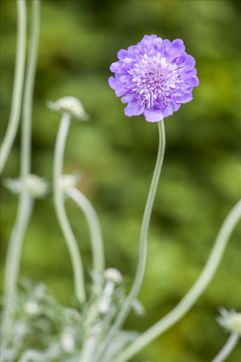 Scabiosa columbaria 'Butterfly Blue'