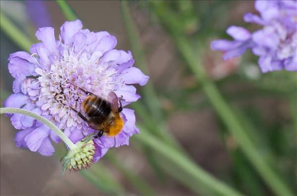 Scabiosa columbaria 'Butterfly Blue'