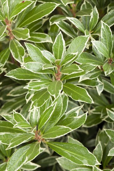 Pieris japonica 'Little Heath'