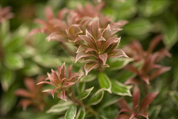 Pieris japonica 'Little Heath'