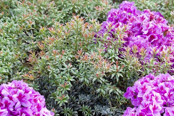 Pieris japonica 'Little Heath'