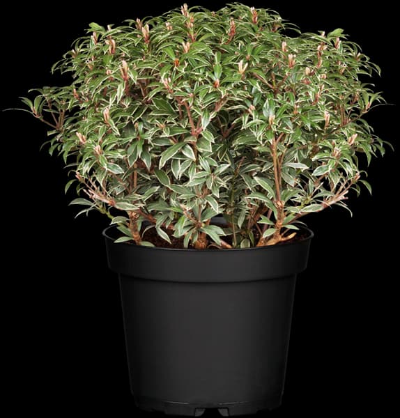 Pieris japonica 'Little Heath'