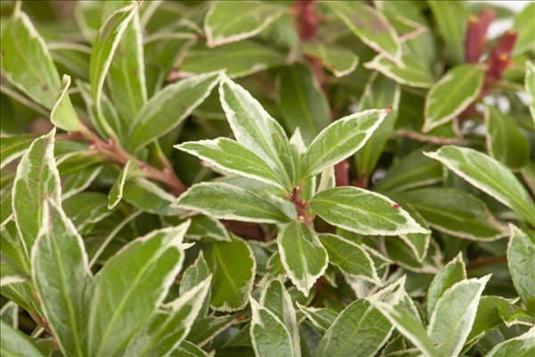 Pieris japonica