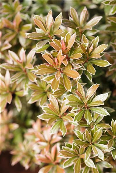 Pieris japonica 'Little Heath'