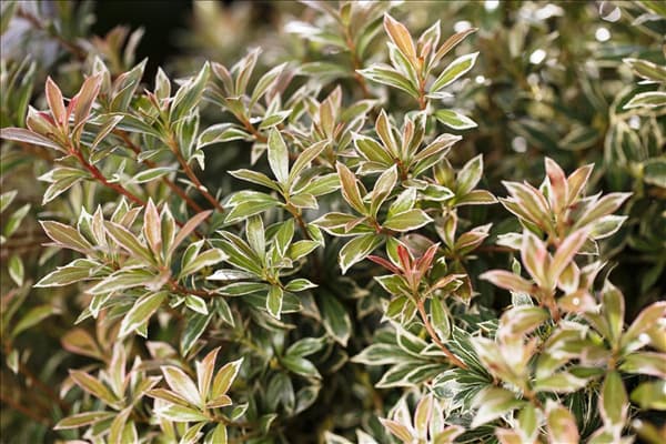 Pieris japonica 'Little Heath'
