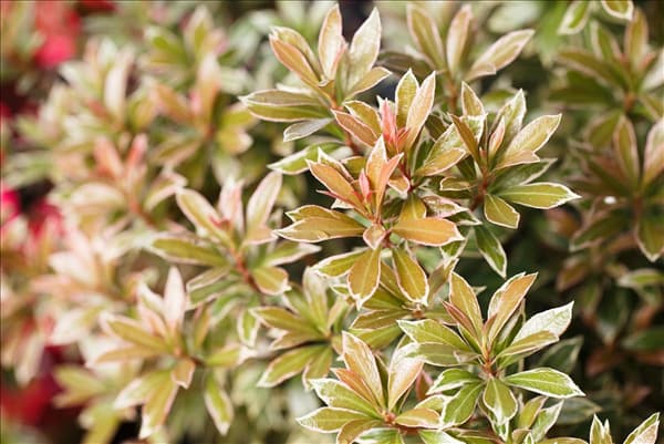 Pieris japonica 'Little Heath'