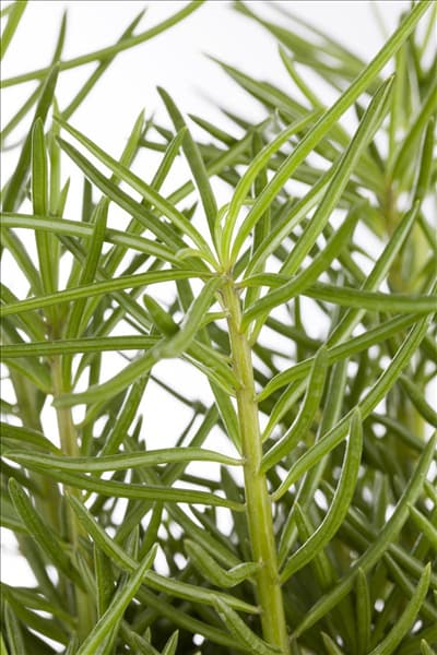 Senecio barbertonicus 'Himalaya'