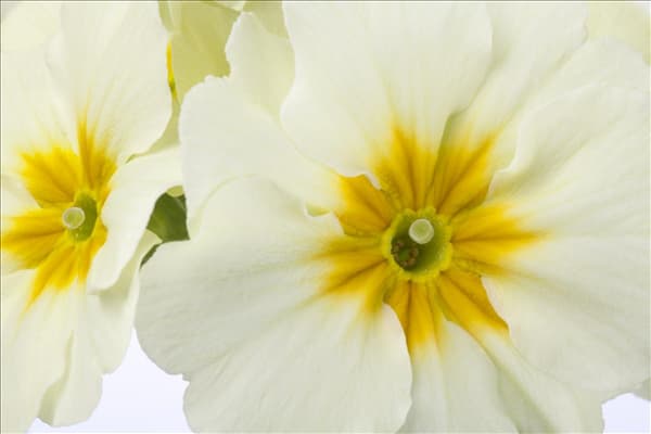 Primula elatior