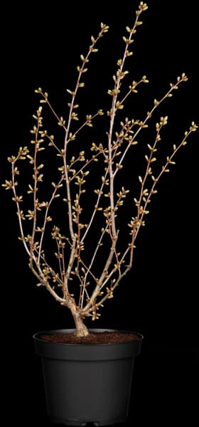 Prunus kurilensis 'Brillant'