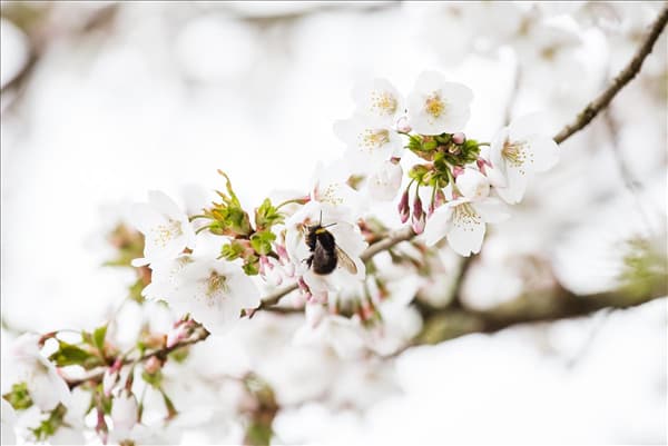 Prunus kurilensis 'Brillant'