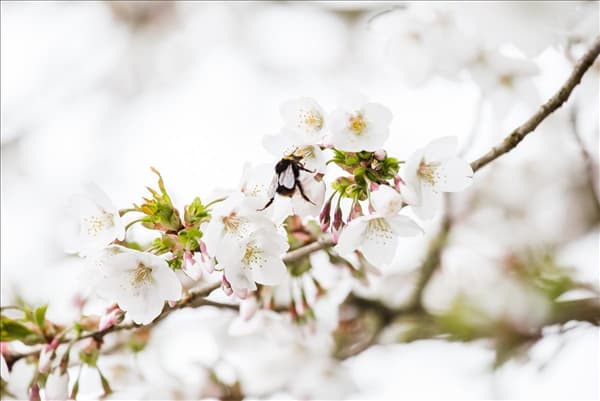 Prunus kurilensis 'Brilliant'