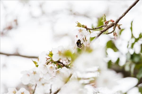Prunus kurilensis 'Brilliant'