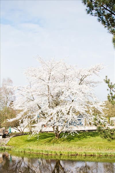 Prunus kurilensis 'Brilliant'