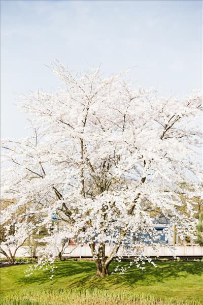Prunus kurilensis 'Brillant'
