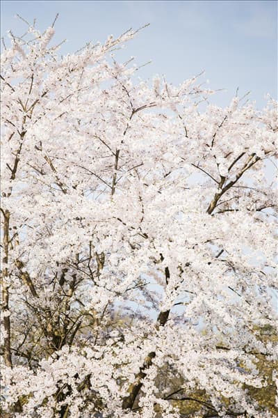Prunus kurilensis 'Brillant'