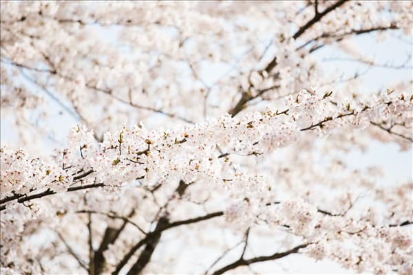Prunus kurilensis 'Brilliant'