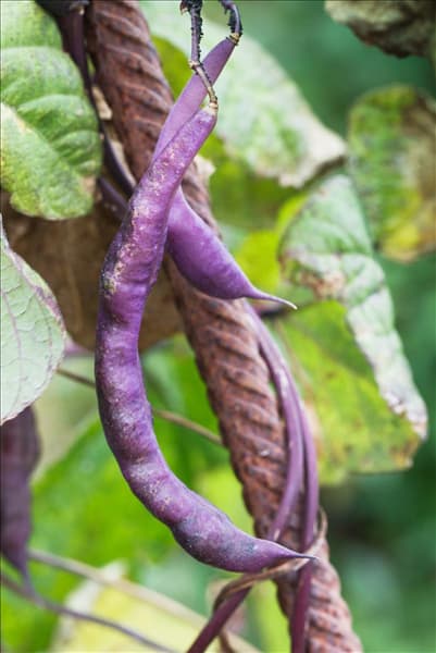 Phaseolus vulgaris var. vulgaris 'Blauhilde'