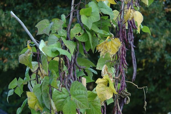 Phaseolus vulgaris var. vulgaris 'Blauhilde'