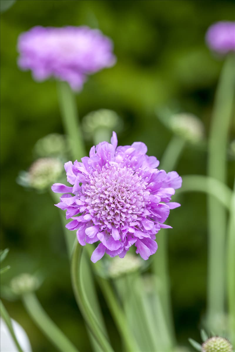 Scabiosa columbaria 'Pink Mist'