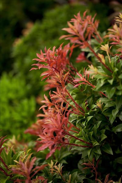 Pieris japonica 'Mountain Fire'