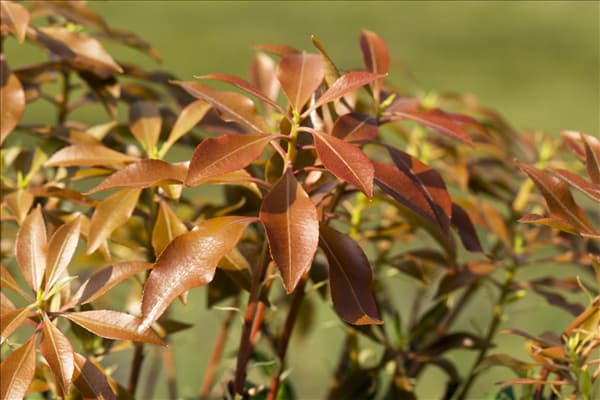 Pieris japonica 'Mountain Fire'