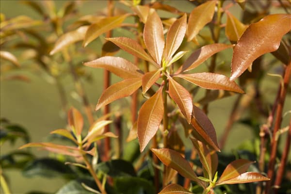 Pieris japonica 'Mountain Fire'