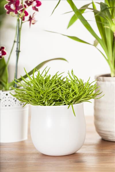 Senecio barbertonicus 'Himalaya'