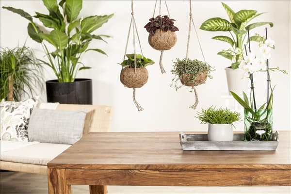 Peperomia, Pilea, Senecio, Phalaenopsis