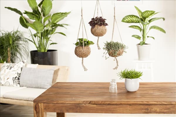 Peperomia, Senecio, Pilea