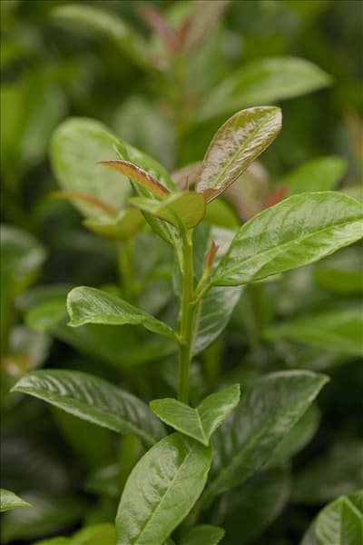 Prunus laurocerasus