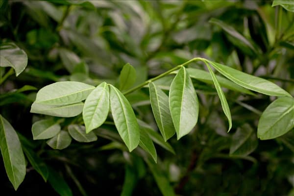 Prunus laurocerasus