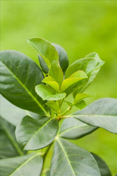 Prunus laurocerasus
