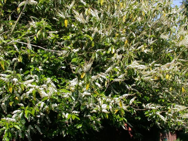 Prunus laurocerasus