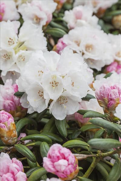 Rhododendron yakushimanum 'Koichiro Wada'