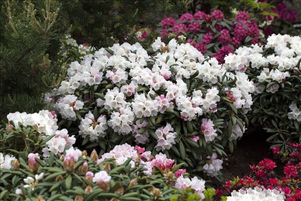 Rhododendron yakushimanum 'Koichiro Wada'
