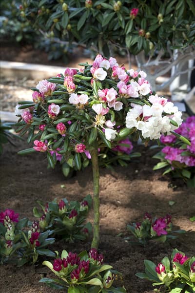 Rhododendron yakushimanum 'Koichiro Wada'