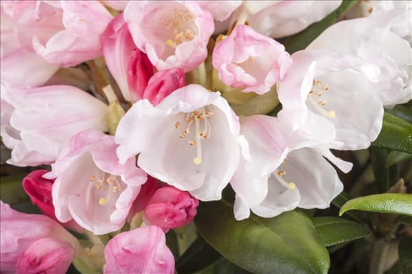 Rhododendron yakushimanum 'Koichiro Wada'