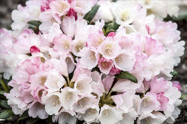 Rhododendron yakushimanum 'Koichiro Wada'