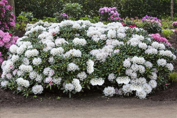 Rhododendron yakushimanum 'Koichiro Wada'