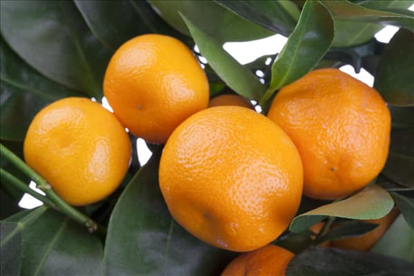 Citrus sinensis