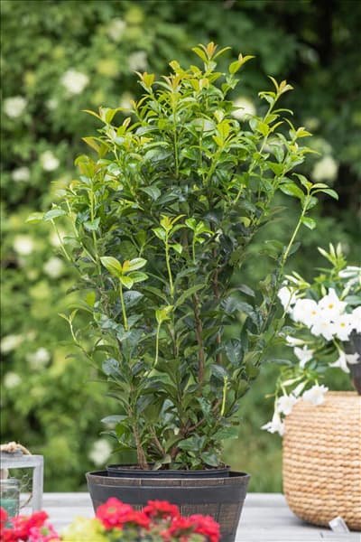 Prunus laurocerasus 'Ani'