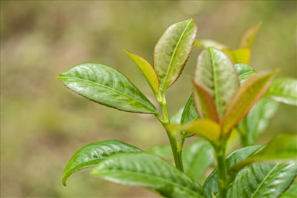 Prunus laurocerasus 'Ani'